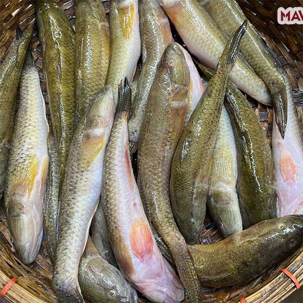 Bele Mach । বেলে মাছ ( বড় )