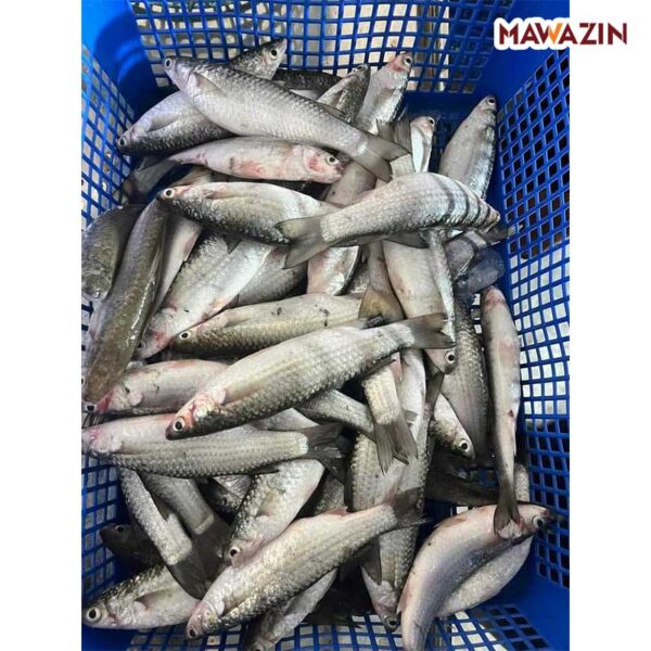 Parshe Fish। পারশে মাছ